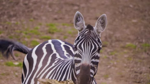 Zebra with baby  Stock Footage 238988749