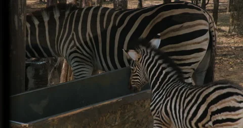 Zebra with baby Mother and young baby zebra shading under acacia trees in Stock Footage 277166953