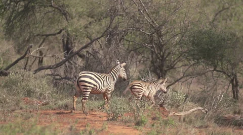 Zebra baby running  Stock Footage 33529850