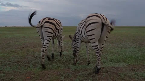 Zebra back leaving sunset Vídeo Stock 150870757