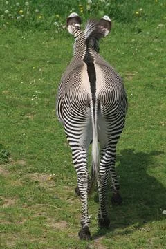 Zebra from the back Foto stock