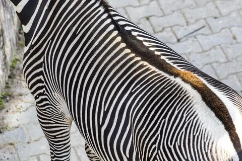 Zebra back with striking black and white stripes Stock Photos
