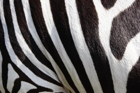 Zebra background Foto stock