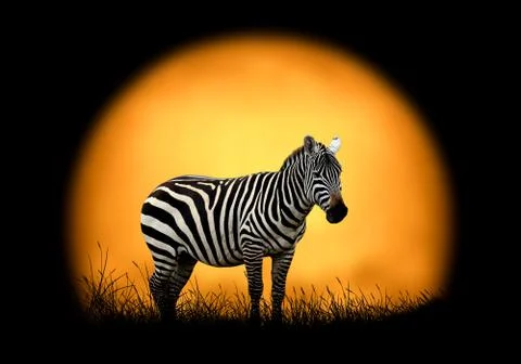 Zebra on the background of sunset Stock Photos