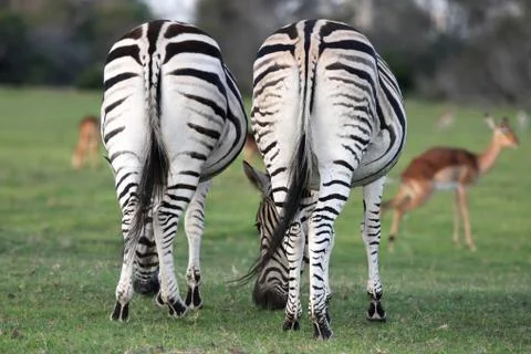 Zebra Backsides Stock Photos