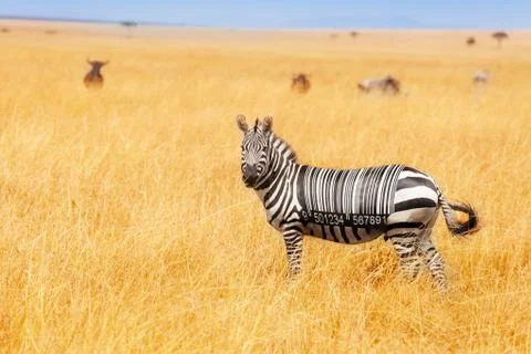 Zebra with bar code on the back concept in field Stock Photos