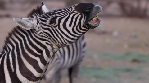 Zebra barking with another in background closeup Stock Footage 266205389