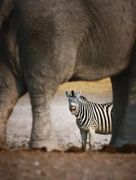 Zebra barking Stock Photos