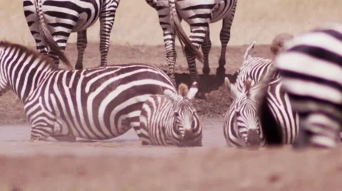 Zebra Bathing in Watering Hole Stock Footage 41605346