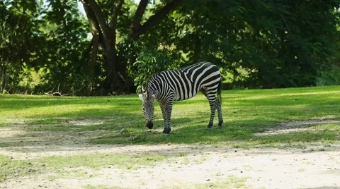 Zebra in a beautiful green scenery Stock Footage 56222806