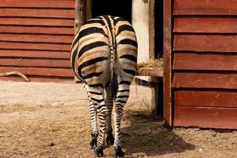 Zebra is a beautiful striped horse Stock Photos