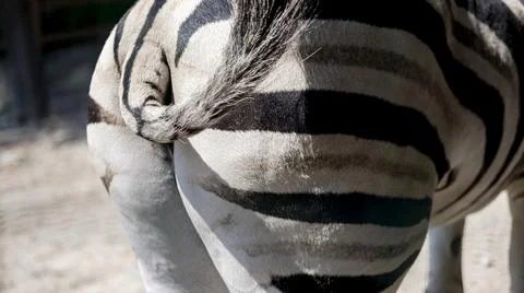 Zebra from behind close up protecting captive animals at zoo Stock Photos