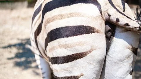 Zebra from behind close up protecting captive animals at zoo 写真素材