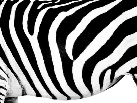 Zebra belly Stock Photos