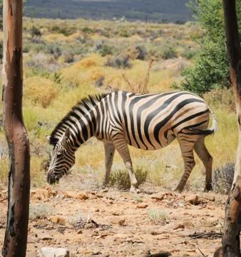 Zebra between two trees in the wild Stock Photos