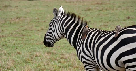 Zebra with bird cleaning parasites Stock Footage 60611987