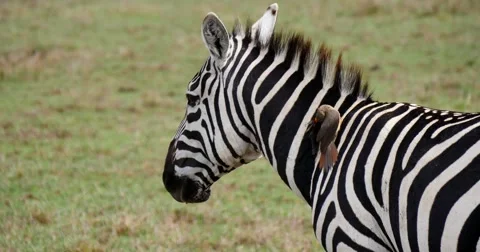 Zebra with bird cleaning parasites Stock Footage 60612227