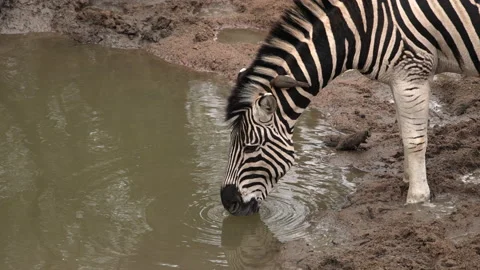 Zebra with bird picking ticks. Stock Footage 161787566
