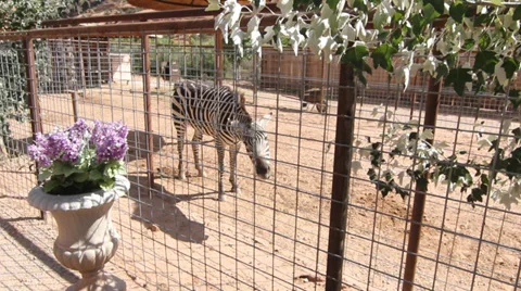 Zebra bites fence Stock Footage 30369027