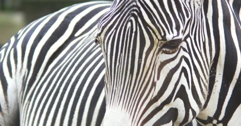 Zebra black and white Stock Footage 54771570