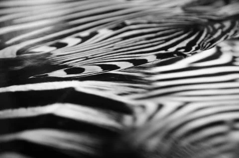 Zebra black and white pattern texture Stock Photos