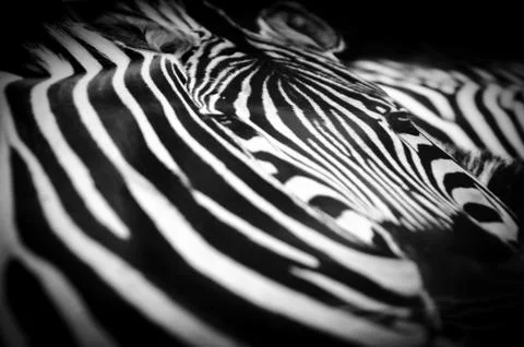 Zebra black and white pattern texture Stock Photos