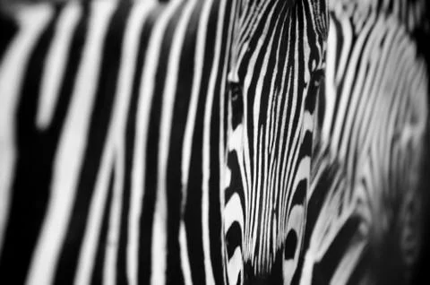 Zebra black and white pattern texture Stock Photos