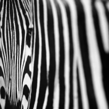 Zebra black and white pattern texture Stock Photos