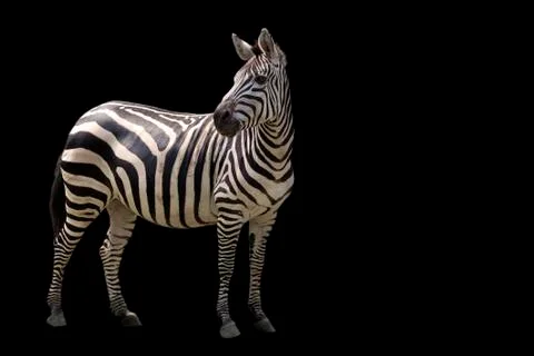 Zebra on a black background Stock Photos