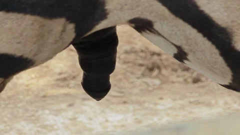 A zebra with a black penis. Video stock 310344222