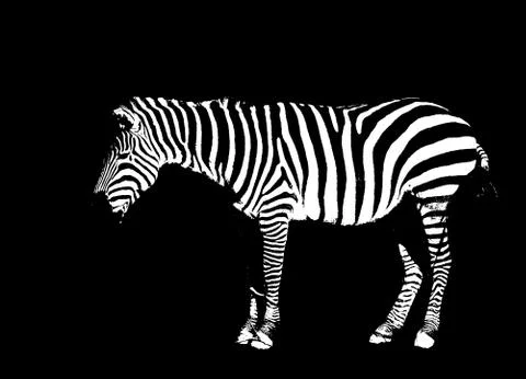 Zebra on black Stock Photos