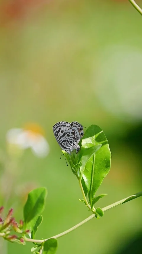Zebra blue butterfly lays eggs on flower  Stock Footage 331000643