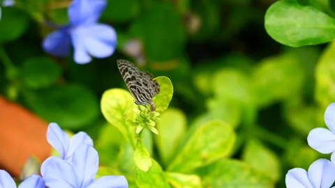 Zebra Blue butterfly ( Leptotes plinius ) on green leaf Stock Footage 257157147