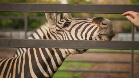 Zebra bonds through feeding, Closeup of zebra showing curiosity and playful Stock Footage 333647947