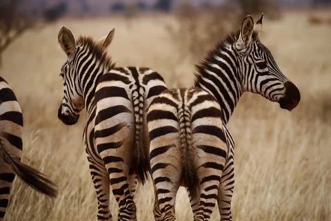 Zebra Bottoms Foto stock