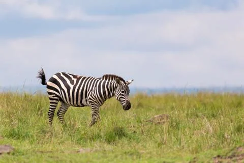 A zebra is browsing on a meadow in the grass landscape Stock Photos