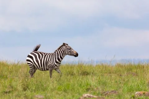 A zebra is browsing on a meadow in the grass landscape Stock Photos