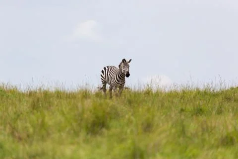 A zebra is browsing on a meadow in the grass landscape Stock Photos