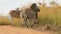 Zebra Bums GFHD HD Footage