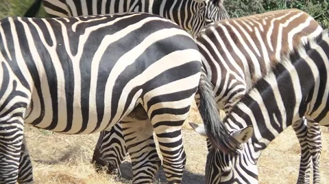Zebra in the bush Stock Footage 50555135