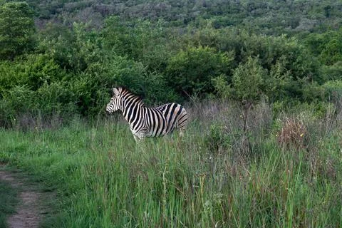 Zebra in the bush Foto stock