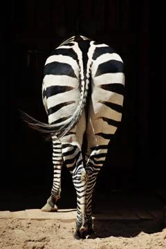 Zebra butt Stock Photos