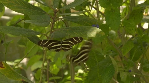 Zebra Butterflies Stock Footage 74927878