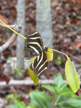 A zebra butterfly rests on a leaf in the forest of some leaves 스톡 사진
