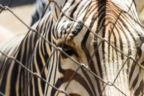 Zebra in cage Stock Photos