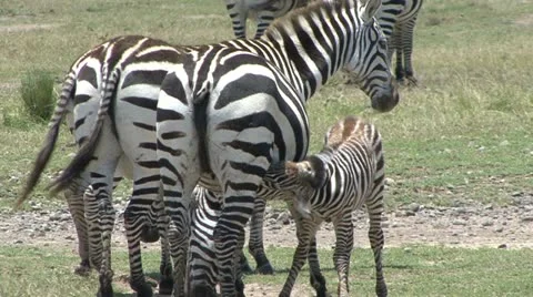 ZEBRA CALF NURSES 動画素材 22027648