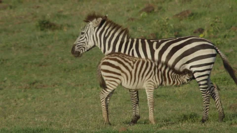 Zebra calf suckling Stock Footage 143845811