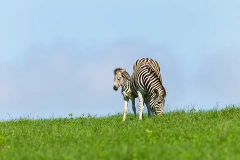 Zebra Calf Summer Stock Photos
