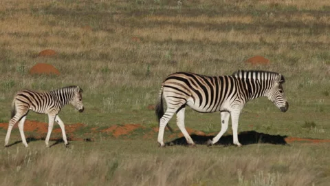 Zebra Calf Walking Behind Its Mother In Slow Motion, Wide Shot 스톡 동영상 307709739