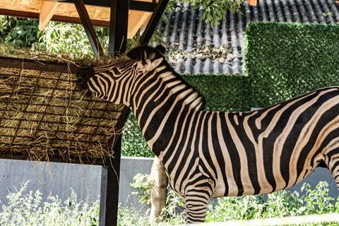 Zebra captured while eating, a very beautiful species of animal with black and Stock Photos